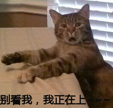 幽默搞笑的动物表情包图片：宿舍专用表情头像图片