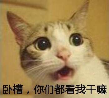 2008欧洲野生动物摄影大赛图片