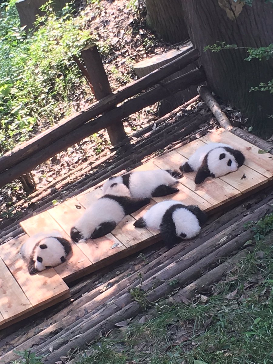 菲律宾南海问题动物表情包 南海是中国的图片图片
