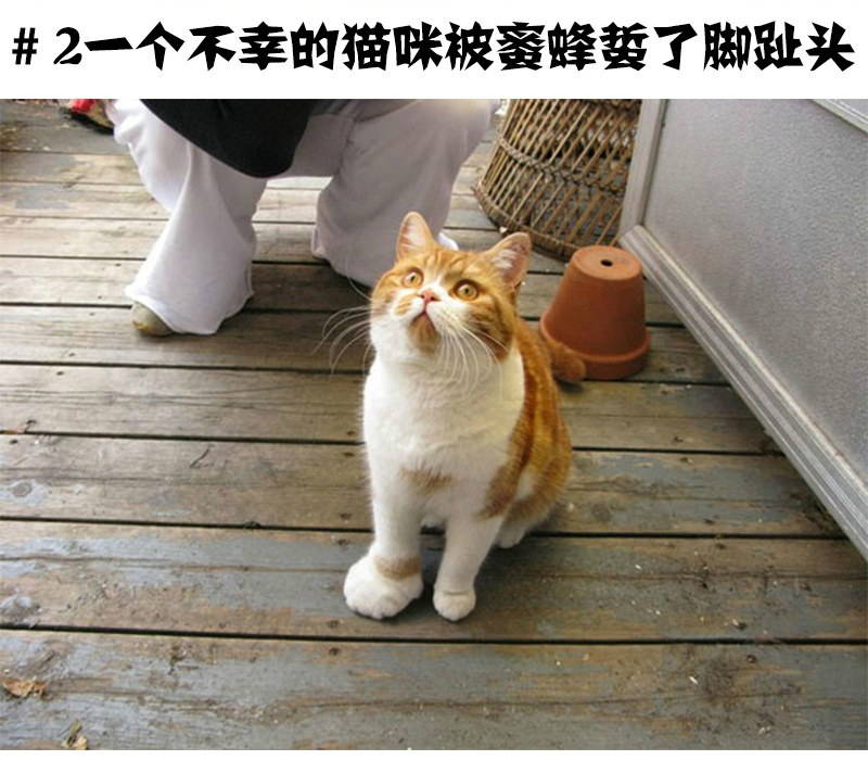 猫咪搞笑萌宠图片：被蜜蜂蛰了的猫趣图图片图片