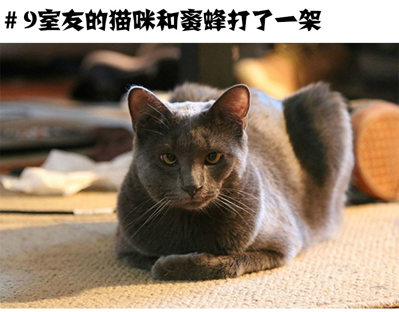 陈紫函家居写真 陈紫函怀抱萌宠爱心图片图片