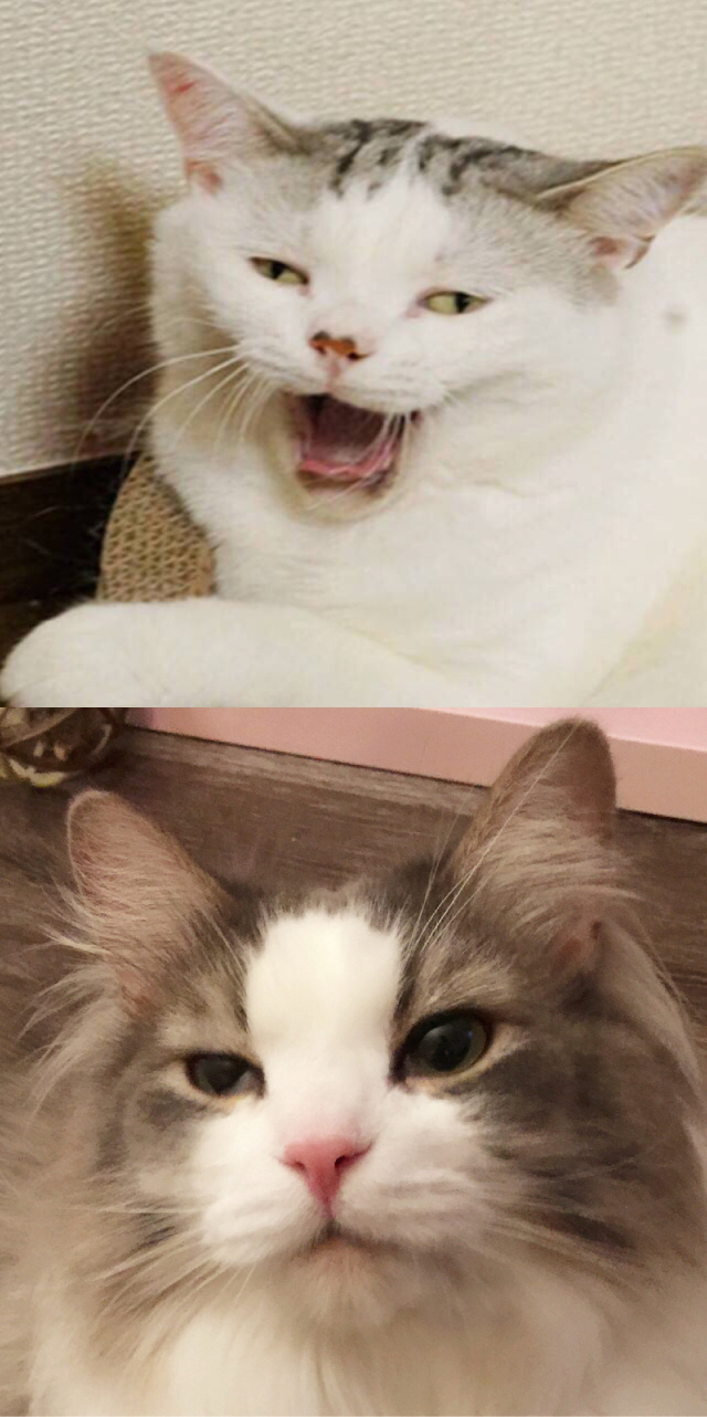 超可爱小猫图片高清手机壁纸图片