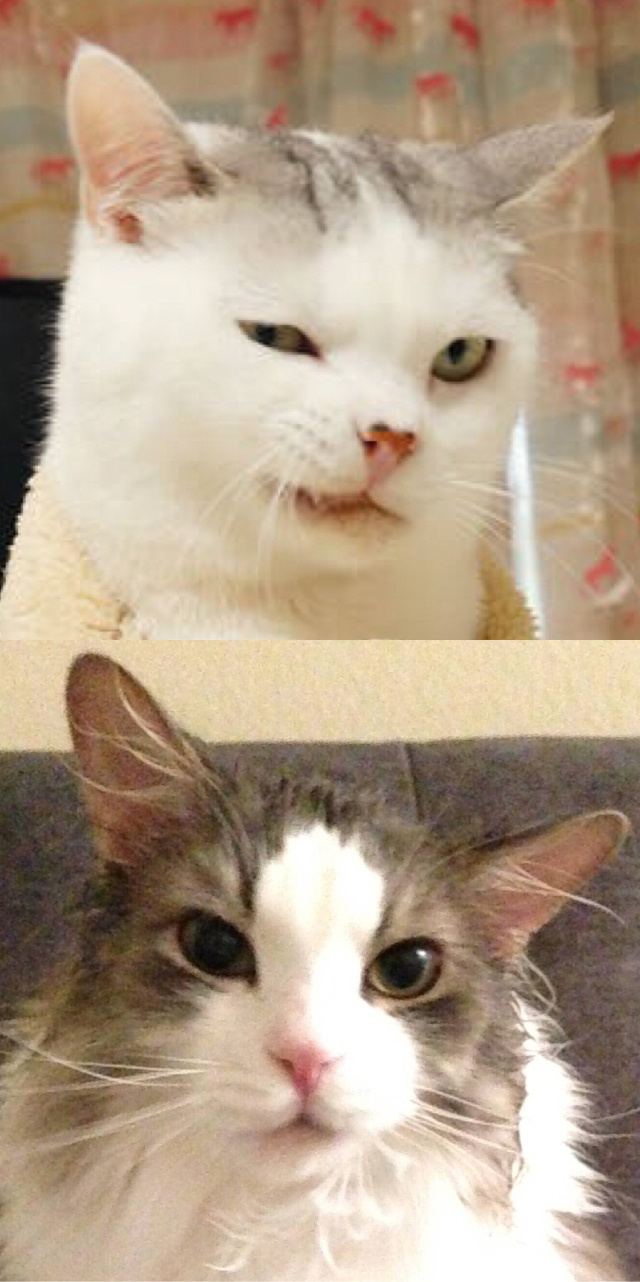 国家公园的猴子可爱图片 十二生肖猴图片