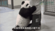 熊猫金馆长：信不信砍你图片
