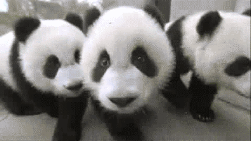 可爱的大熊猫GIF动图：憨态可掬的大熊猫图片