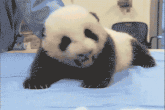 熊猫异形鱼图片 观赏鱼图片图片