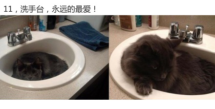 微博漫画家郭斯特的猫可爱动物写真图片图片