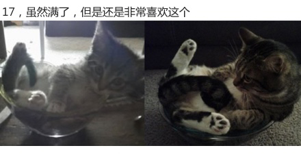 微博漫画家郭斯特的猫可爱动物写真图片图片
