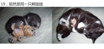 微博漫画家郭斯特的猫可爱动物写真图片图片