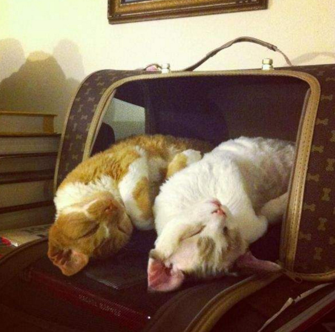 猫睡觉姿势搞笑图片：睡觉也要成双睡图片