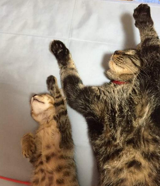微博漫画家郭斯特的猫可爱动物写真图片图片