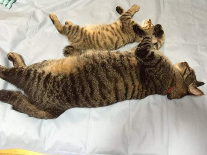 微博漫画家郭斯特的猫可爱动物写真图片图片