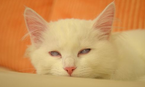 微博漫画家郭斯特的猫可爱动物写真图片图片