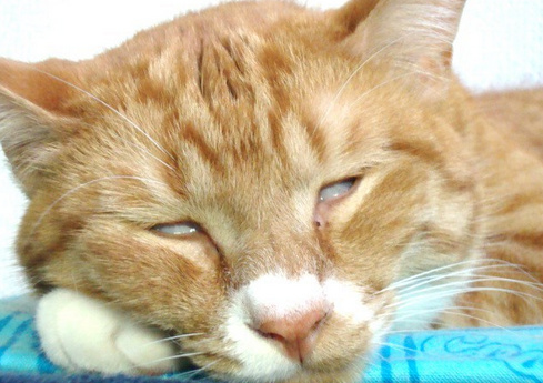 微博漫画家郭斯特的猫可爱动物写真图片图片