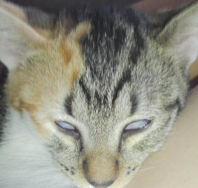 微博漫画家郭斯特的猫可爱动物写真图片图片