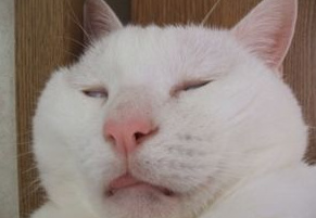 微博漫画家郭斯特的猫可爱动物写真图片图片
