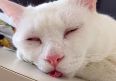 微博漫画家郭斯特的猫可爱动物写真图片图片
