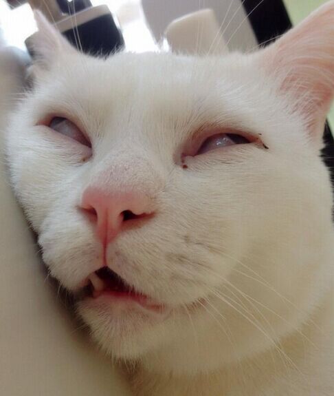 Herman大眼睛猫可爱搞笑图片：眼珠子都快掉出来了图片