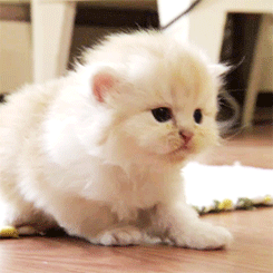 可爱卡通小猫咪高清图片手机壁纸图片