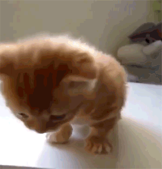 小猫图片