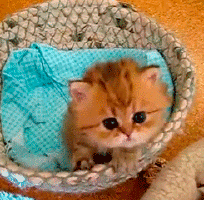 可爱卡通小猫咪高清图片手机壁纸图片