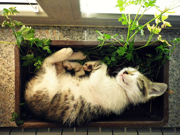 宠物搞笑图片：和植物一起生长的可爱猫咪图片图片