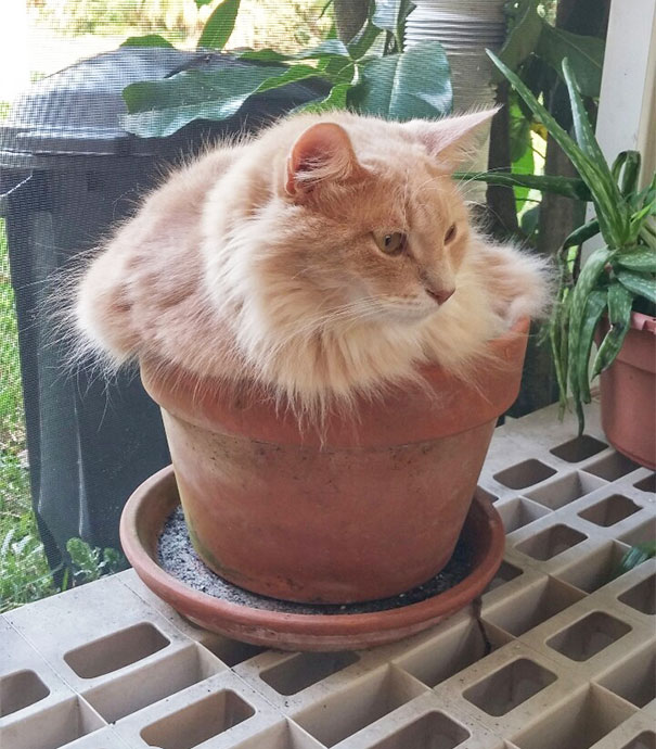 宠物搞笑图片：和植物一起生长的可爱猫咪图片图片