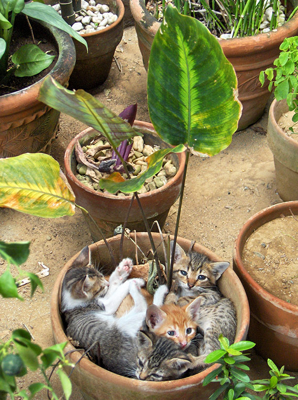 宠物搞笑图片：和植物一起生长的可爱猫咪图片图片