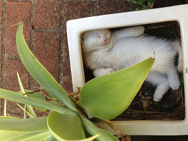 宠物搞笑图片：和植物一起生长的可爱猫咪图片图片