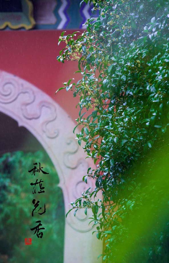 清新素雅的桂花图片桌面壁纸图片
