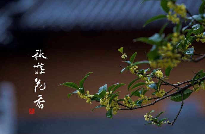 桂花图片
