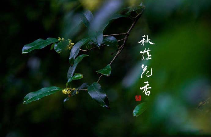 清新素雅的桂花图片桌面壁纸图片