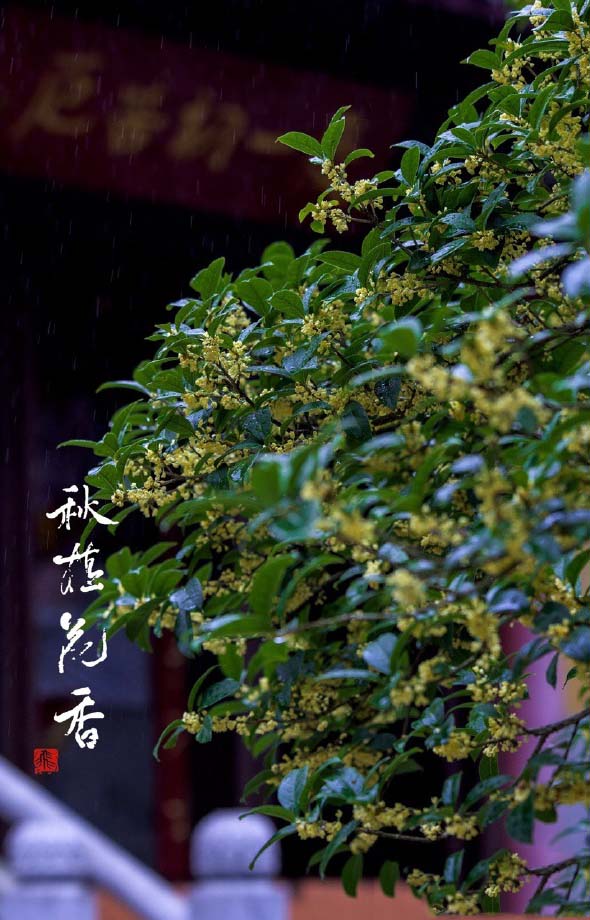 桂花图片