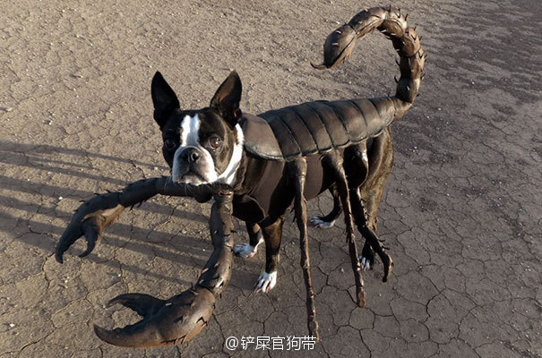 陈紫函家居写真 陈紫函怀抱萌宠爱心图片图片