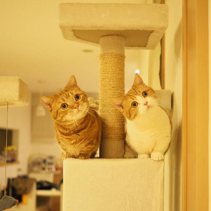 可爱猫咪萌宠有爱图片图片