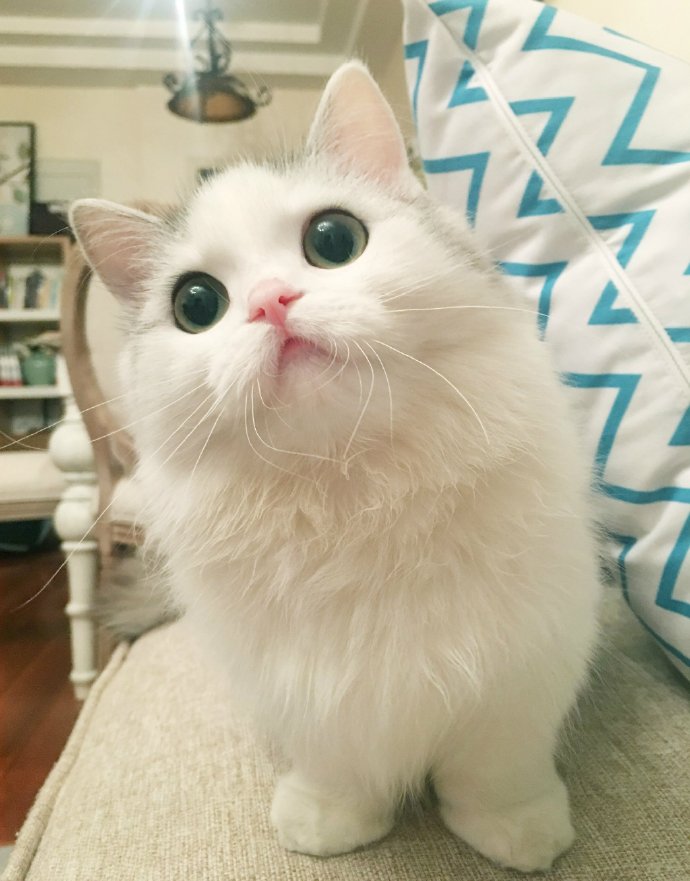 可爱萌宠猫咪馒头图片图片