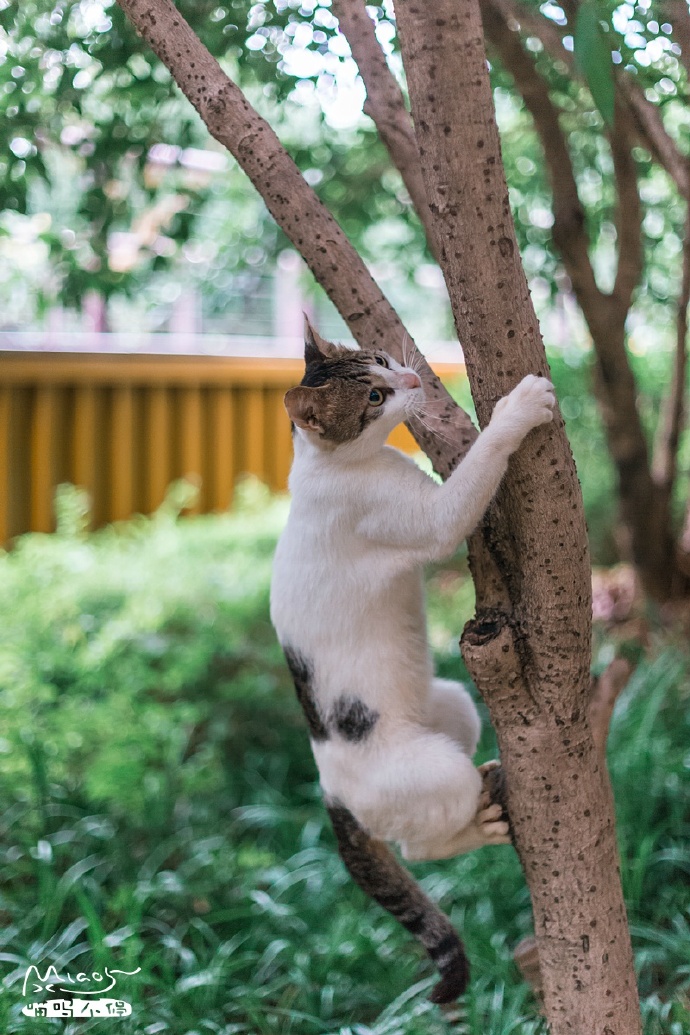 萌宠猫咪可爱爬树图片图片
