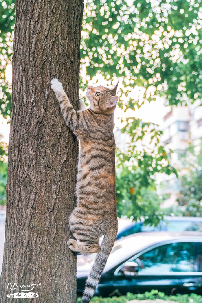 国家公园的猴子可爱图片 十二生肖猴图片
