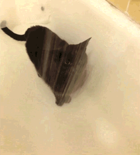 萌宠猫咪可爱爬树图片图片