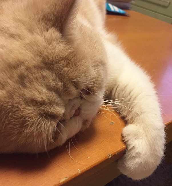 现代生活对猫产生的变化图片
