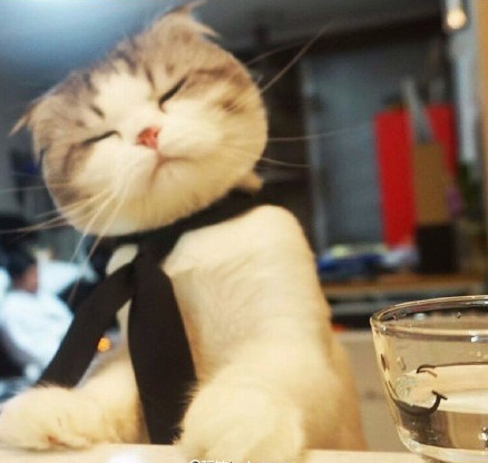 折耳猫图片：可爱萌宠折耳猫图片图片