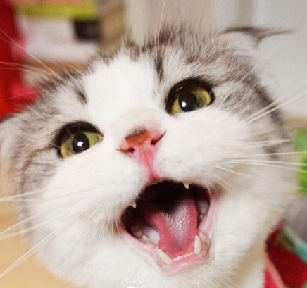 折耳猫图片：可爱萌宠折耳猫图片图片