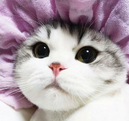 折耳猫图片：可爱萌宠折耳猫图片图片