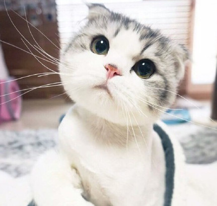 折耳猫图片：可爱萌宠折耳猫图片图片