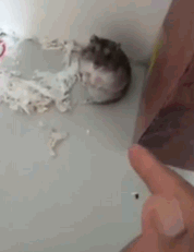 萌宠猫咪可爱爬树图片图片
