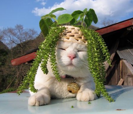 国家公园的猴子可爱图片 十二生肖猴图片