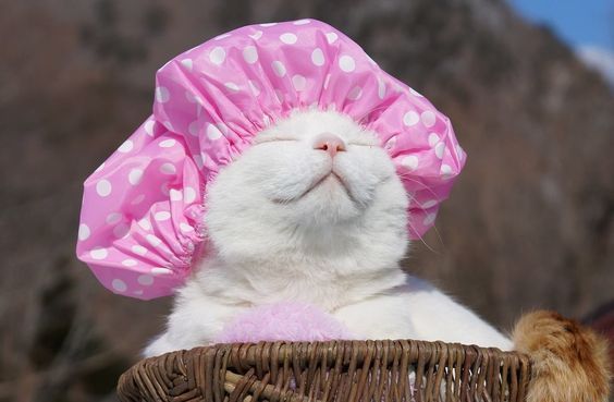 国家公园的猴子可爱图片 十二生肖猴图片
