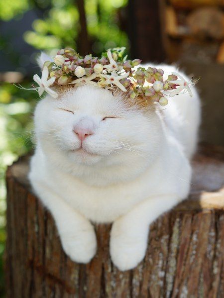 国家公园的猴子可爱图片 十二生肖猴图片