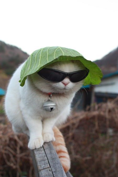 国家公园的猴子可爱图片 十二生肖猴图片