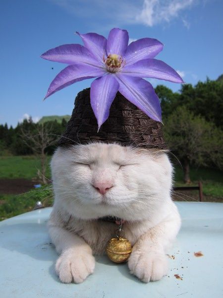 国家公园的猴子可爱图片 十二生肖猴图片